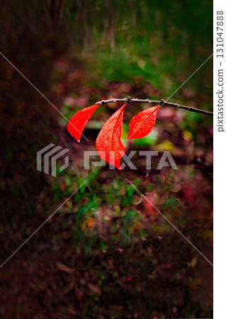 Red yak tree leaves 131047888
