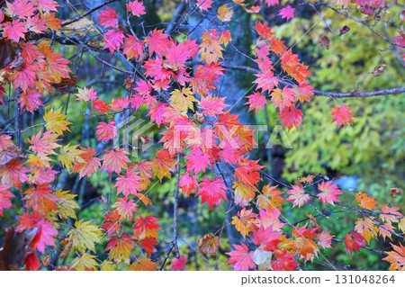 深秋時節，榛名神社二號鳥居附近的紅葉最美 131048264
