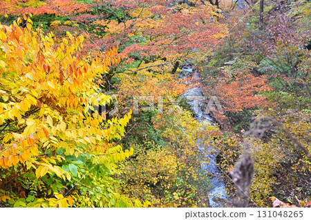 Autumn leaves along the stream near the second torii gate of Haruna Shrine in late autumn Autumn leaves along the stream near the second torii gate of Haruna Shrine in late autumn 131048265