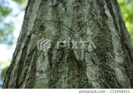 A white-striped longhorn beetle resting on the trunk of a Konara oak tree. It is a large longhorn beetle with a distinctive white stripe pattern, and is often seen in mixed forests in summer. 131048431