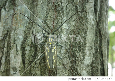 一隻白紋天牛棲息在科納拉橡樹的樹幹上。它是一種體型較大的天牛，身上有獨特的白色條紋圖案，夏季常見於混合林中。 131048432