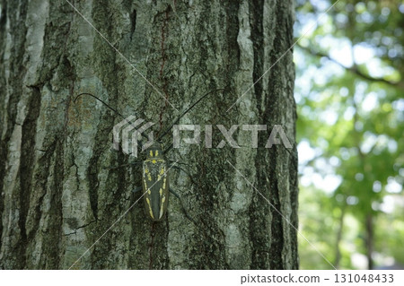 A white-striped longhorn beetle resting on the trunk of a Konara oak tree. It is a large longhorn beetle with a distinctive white stripe pattern, and is often seen in mixed forests in summer. 131048433