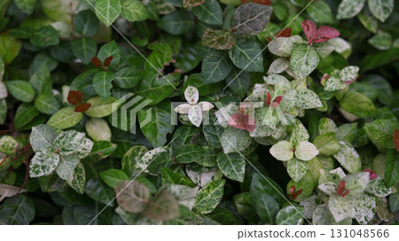 Hatsuyuki Hatsuyuki 131048566