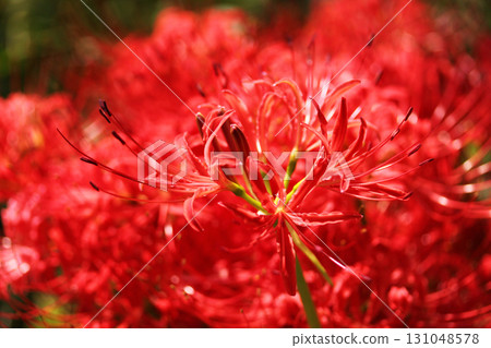 Photographing the Manjushana in full bloom Photographing the Manjushana in full bloom 131048578