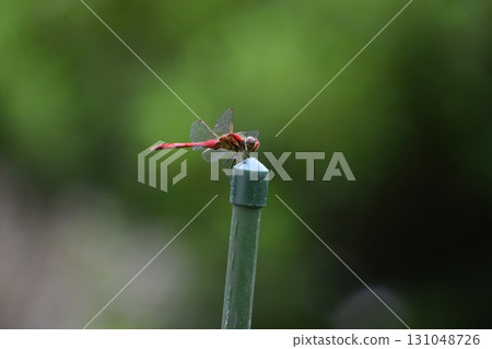 Dragonfly  131048726