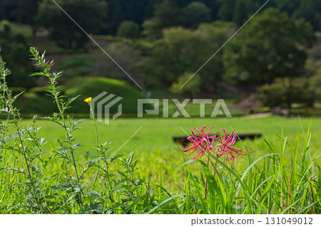 Autumn has come to the Asakura clan ruins Autumn has come to the Asakura clan ruins 131049012