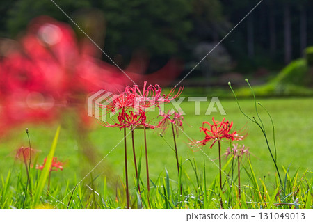 Autumn has come to the Asakura clan ruins 131049013