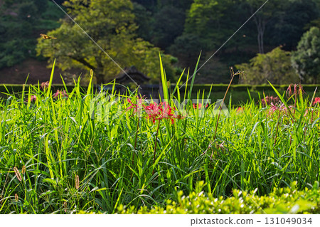 朝倉家遺址已進入秋季 131049034