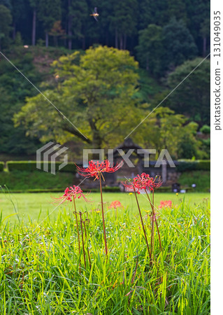 朝倉家遺址已進入秋季 131049035