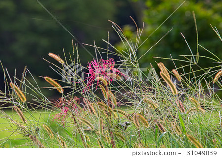 Autumn has come to the Asakura clan ruins Autumn has come to the Asakura clan ruins 131049039