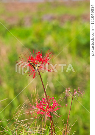 朝倉家遺址已進入秋季 131049054