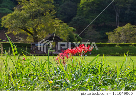 Autumn has come to the Asakura clan ruins Autumn has come to the Asakura clan ruins 131049060