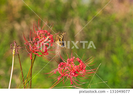 Autumn has come to the Asakura clan ruins 131049077