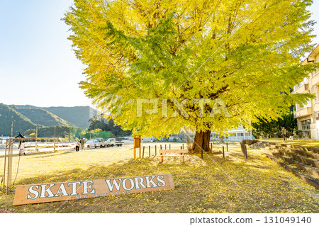 The large ginkgo tree at the former Hobara Elementary School in Minamiise Town, Mie Prefecture, shines golden. 131049140