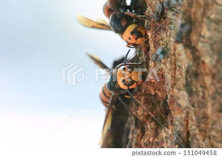 A giant hornet gnawing at a tree trunk A giant hornet gnawing at a tree trunk 131049458