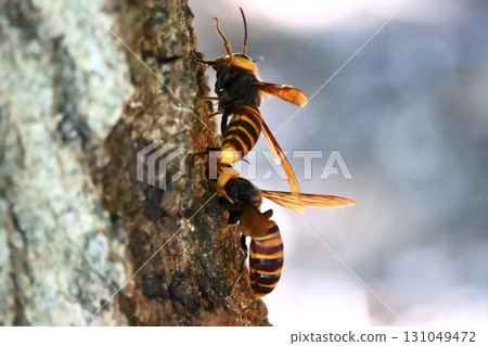A giant hornet gnawing at a tree trunk A giant hornet gnawing at a tree trunk 131049472