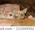 Young pink piglets sleeping together on straw bedding in farm barn 131049502