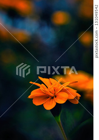 Bright orange marigold 131049542