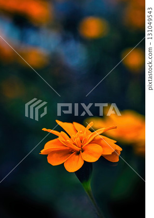 bright orange marigold flower 131049543