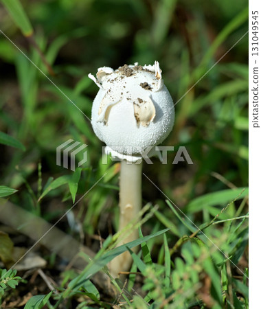 傘菌尚未打開前的白色大傘菌 131049545