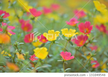 Blooming portulaca 131049548
