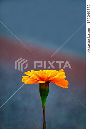 Yellow marigold 131049552