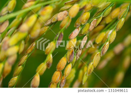 Golden yellow rice ear of rice growing in a field of Korea. Close up of rice Golden yellow rice ear of rice growing in a field of Korea. Close up of rice 131049611