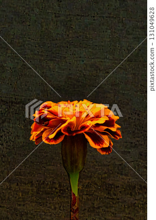 繪畫般的橙色萬壽菊 131049628