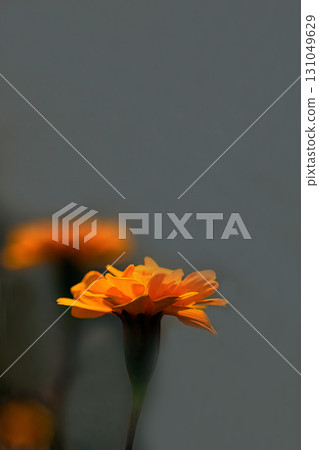 黃色萬壽菊 131049629