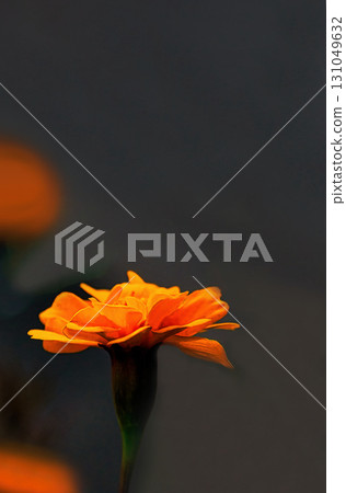 Yellow marigold flowers Yellow marigold flowers 131049632