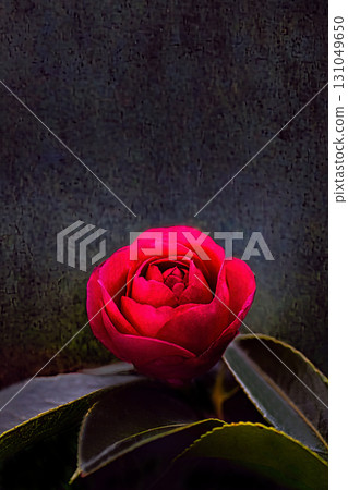 Red camellia Red camellia 131049650