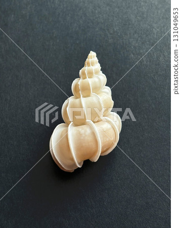 Shell specimen (Giant oak shell) 131049653