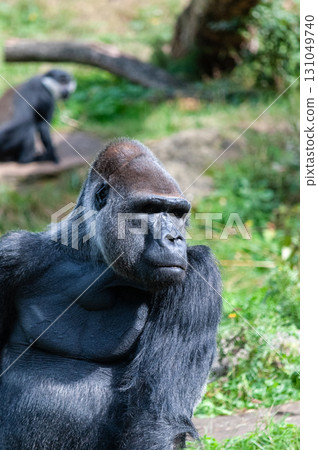 Monkies in the Apenhaul 131049740