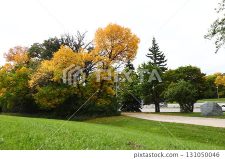 Autumn tree by park pathway 131050046