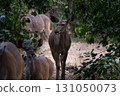 Female Kudu 131050073