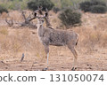 Female Kudu 131050074