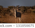 Male Kudu 131050075
