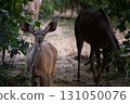 Female Kudu 131050076