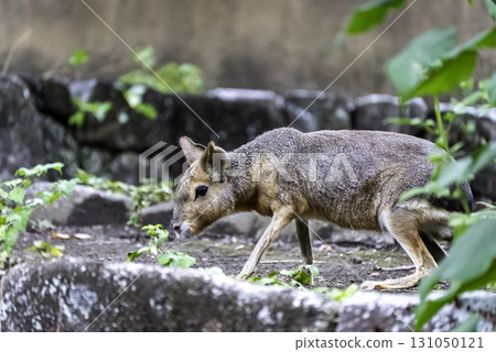 瑪拉尋找食物 瑪拉尋找食物 131050121