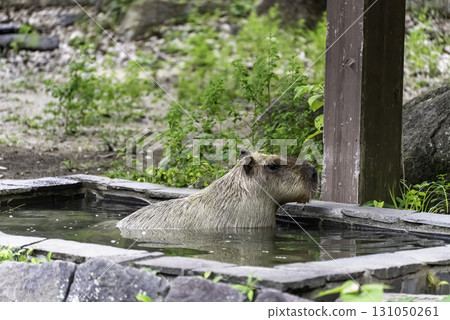 Capybara soaked in water Capybara soaked in water 131050261