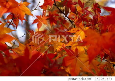 Vividly colored maple leaves (B) 131050525