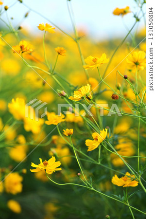 黃色波斯菊 黃色波斯菊 131050804