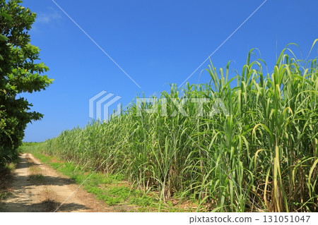波照間島甘蔗田道路的熱帶風光 波照間島甘蔗田道路的熱帶風光 131051047