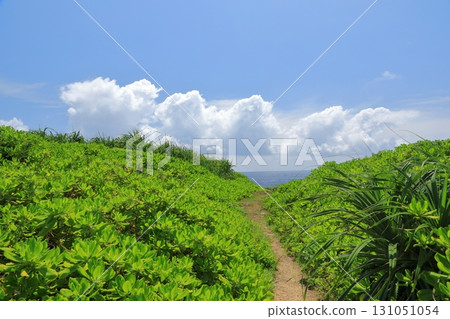 波照間島高神崎的步行道,俯瞰太平洋 波照間島高神崎的步行道,俯瞰太平洋 131051054