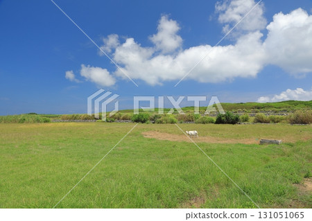 Grassland scenery of goat pastures on Hateruma Island Grassland scenery of goat pastures on Hateruma Island 131051065