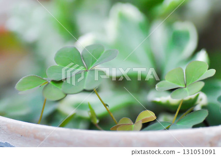 Marsilea crenata, Marsilea crenata C Presl or MARSILEACEAE or Water clover or Water fern or Pepperwort 131051091
