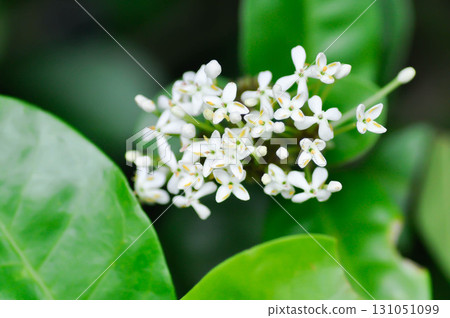 Ixora ebarbata Craib, Ixora finlaysoniana Wall ex G Don or Ixora lucida R Br ex Hook f or rubiaceae or Siamese White Ixora or ixora Ixora ebarbata Craib, Ixora finlaysoniana Wall ex G Don or Ixora lucida R Br ex Hook f or rubiaceae or Siamese White Ixora or ixora 131051099