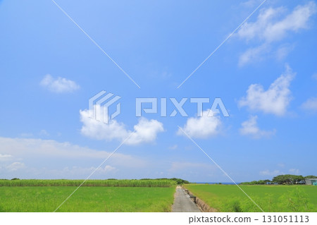 The idyllic scenery of Hateruma Island, with its sugarcane fields and grasslands 131051113