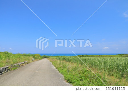 A view of the road through the sugarcane fields leading to the blue sea of Hateruma Island A view of the road through the sugarcane fields leading to the blue sea of Hateruma Island 131051115
