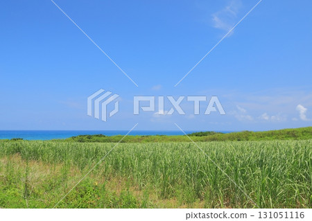波照間島甘蔗田對面的藍色海平線 131051116